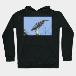 Green Heron Hoodie